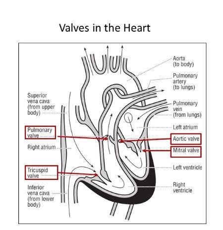 Aortic semilunar valve a) Right side of the heart b) Left side of the ...