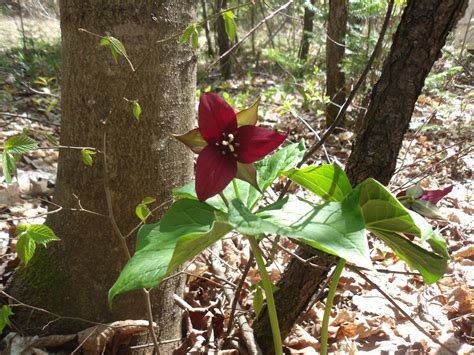 White Trillium - Trillium Grandiflorum: Edible & Medicinal Uses of Ontario's Official Flower and ...