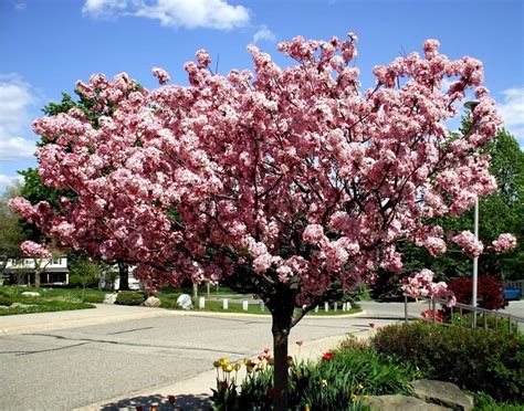 10 Must Have Crabapple Tree Varieties for Your Garden - How to Plant Them