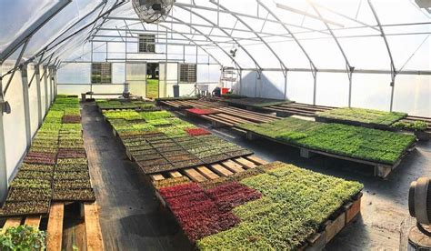 Greenhouse full of microgreens! 🙌🌱 ️ what’s your favourite #microgreens ...