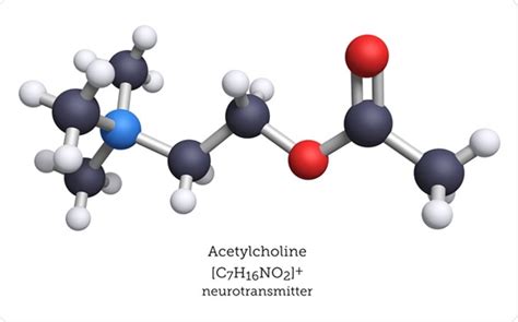 What is Acetylcholine?