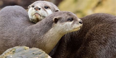 SeaQuest’s Guide to Otters - SeaQuest