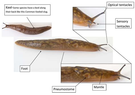 Management of Slugs - National Plant Protection Centre