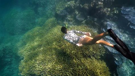 Snorkelling | Whitsunday Islands Tours