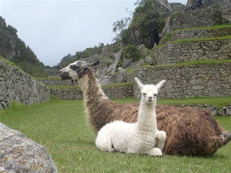 Llamas Peru Animals Machu · Free photo on Pixabay