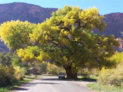 20 Different Types of Hardwood Trees - ProGardenTips