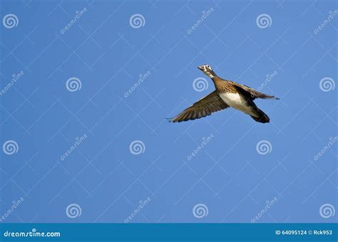 Female Wood Duck Flying in a Blue Sky Stock Photo - Image of animal, flying: 64095124