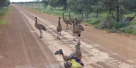 Watch This Guy Hypnotize An Entire Flock Of Emus Just By Moving His Legs