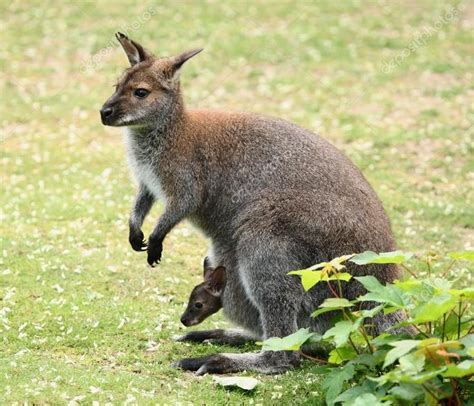 Wallabies - Ruthie Bingham