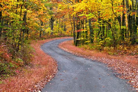 Autumn Country Road - Stock Image - C039/0556 - Science Photo Library