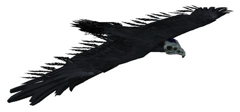 Bone Hawk - Skyrim Wiki