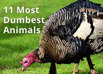 11 Most Dumbest Animals on the Planet, and Why!