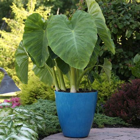 Colocasia Esculenta Esculenta - 3 bulbs - Longfield Gardens