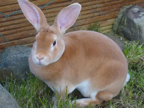 rex rabbits - Google Search | Pet rabbit, Pet bunny, Rabbit breeds