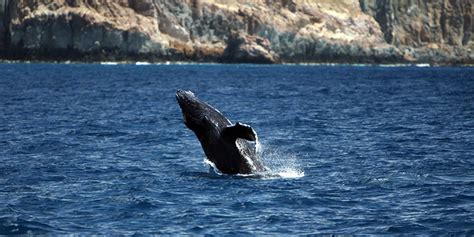 Socorro Island (Mexico) – Travel By Dart