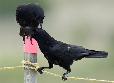 A Surprising Look at Crow Family Life - Cool Green Science