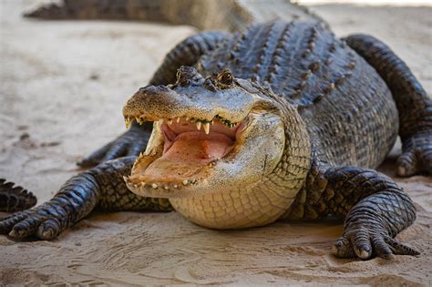 Florida alligators caught eating second corpse in a week