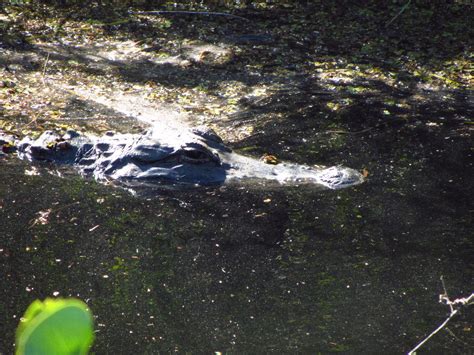 Shark-Valley-Visitor-Center-Everglades-National-Park-Miami-FL-035