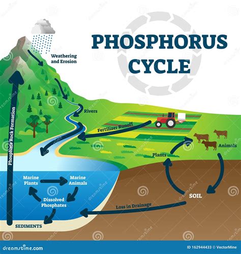 The Phosphorus Cycle Vector Illustration | CartoonDealer.com #136509878