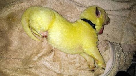 Not easy being green: North Carolina dog births unique puppy