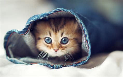 Cute Cat Wallpapers on WallpaperDog