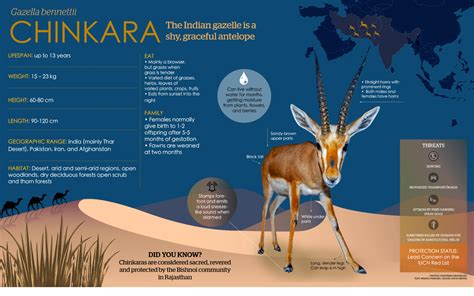 Chinkara: Facts, Diet, Habitat | Roundglass | Sustain