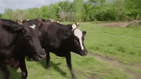 Cow Running GIFs - Get the best GIF on GIPHY