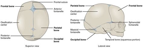Embryonic Development of the Axial Skeleton · Anatomy and Physiology