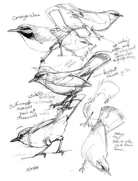 How to Draw Birds: 8 Techniques and Tips | Artists Network