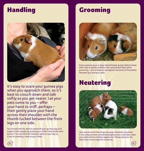 Guinea Pig Care Guide