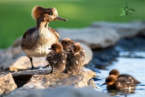 Hooded Merganser — Blue Creek Aviaries