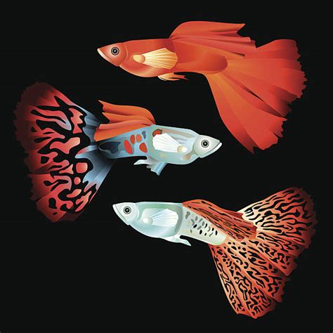 Guppy Illustrations, Royalty-Free Vector Graphics & Clip Art - iStock