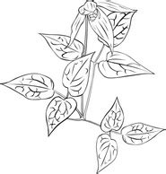 Clematis Occidentalis Outline clip art Vector for Free Download | FreeImages