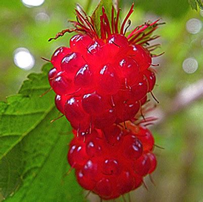 Salmonberry - Native Plants For Sale Online | Native Foods Nursery