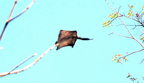 flying-squirrel-gliding - Hobby Farms