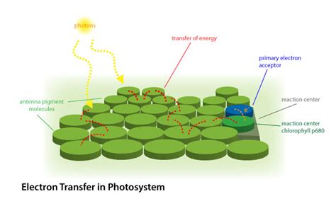 Photosystem 1 And 2 Animation