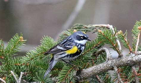 Yellow-rumped Warbler, the Herald of Warbler Migration