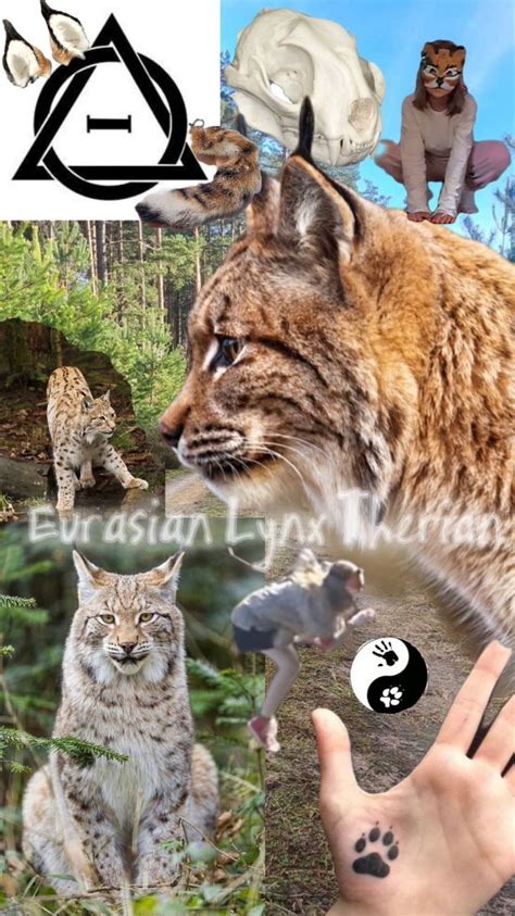 Phone Backgrounds, Wallpaper Backgrounds, Mad Face, Eurasian Lynx, Wolf Stuff, Cute Wild Animals ...