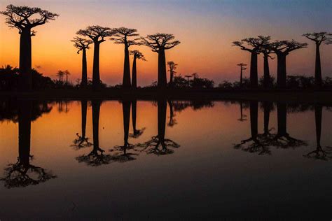 The Planet’s Most Amazing Trees and Where to Find Them – Fodors Travel Guide