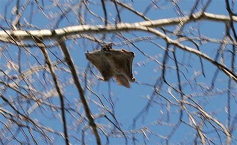 Florida Flying Squirrel Poaching Ring Arrested, 3,600 Rodents Trafficked Internationally | IBTimes