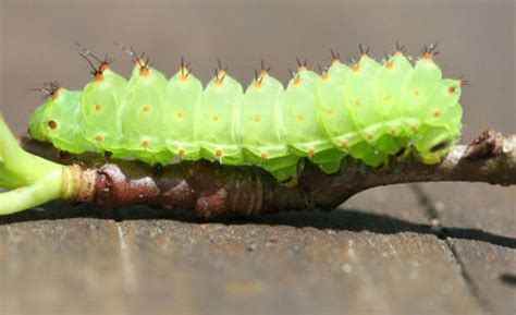 luna moth - Actias luna (Linnaeus)