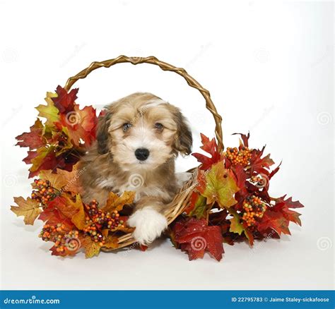 Cute Fall Puppy stock image. Image of basket, autumn - 22795783