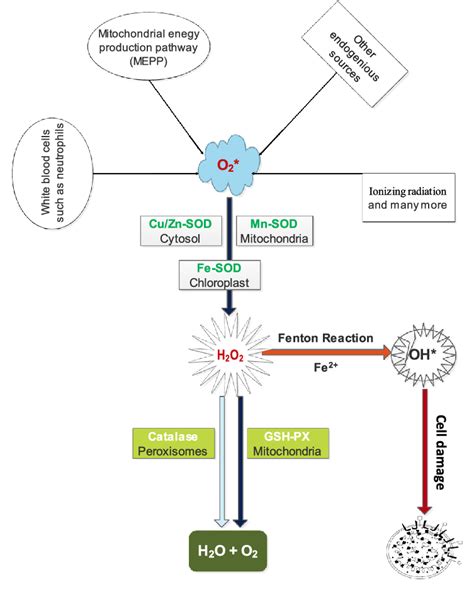 First line antioxidants defense against reactive oxygen species ...