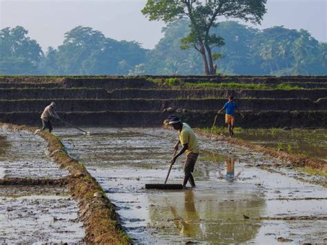 Experience the Yala Season of Organic Paddy Farming at Jetwing Kaduruketha this April! | Sri ...