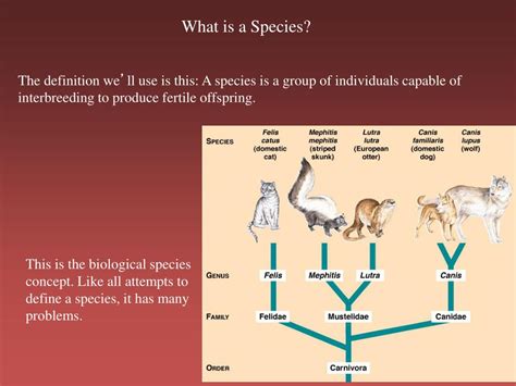 PPT - What is a species? PowerPoint Presentation, free download - ID:2729978