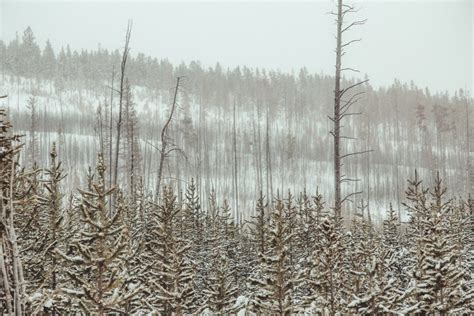 Snowshoeing At Flagg Ranch In Yellowstone In Winter Red Around the World