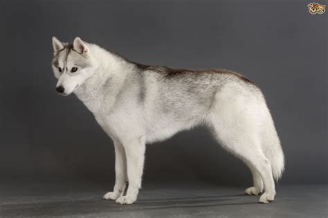 Siberian Husky Dog Breed | Facts, Highlights & Buying Advice | Pets4Homes