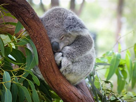 Koala genetics study investigations underway - Inland Rail