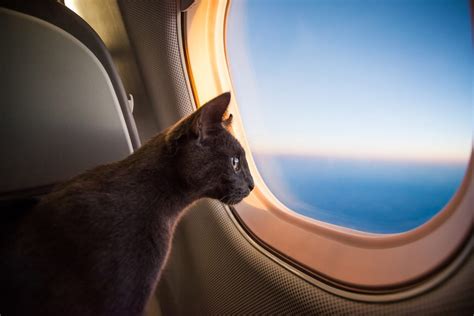 How To Travel With A Cat in 2021: KittyBest