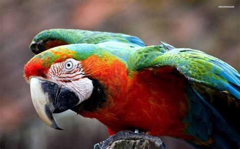 Harlequin Macaw Parrot | Animals | Pinterest | Animal